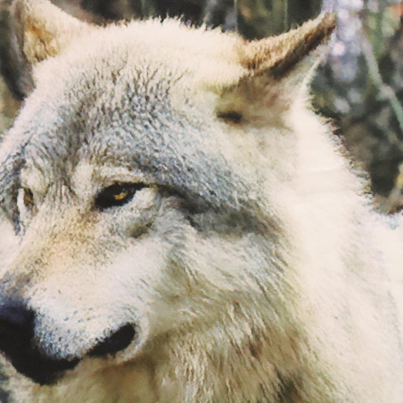 Habitat Photo Real Printed Mighty Pair of Wolves Light Filtering Pole Top Curtain Pair Each Panel 38" x 84" Multicolor