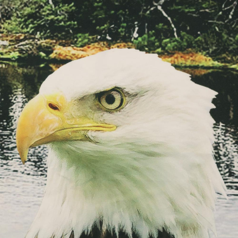 Habitat Photo Real American Bald Eagle Light Filtering Pole Top Curtain Panel Pair Each 37" x 84" Multicolor