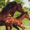 Shavel 100% Polyester Luxury High Pile Oversized Mare and Colt One Size Luxury Throw 60x80 Multi